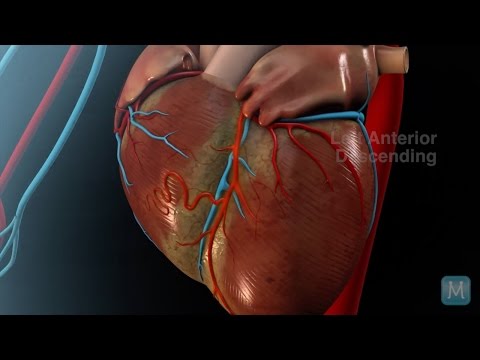 Coronary Arteries | Match Health