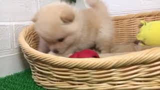 ハーフ犬の動画01