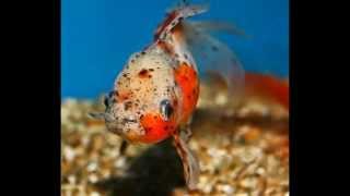 奈良　大和郡山　民俗公園　金魚　Chopin  " Raindrop Prelude - Berrycomposer "