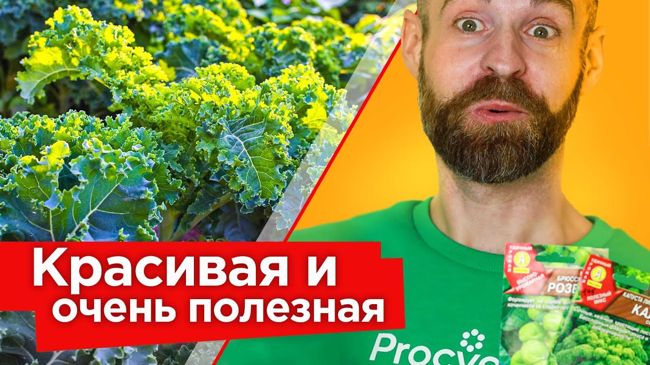 Я В ВОСТОРГЕ ОТ ЭТОЙ КАПУСТЫ! Вот зачем и как правильно выращивать кале и брюссельскую капусту