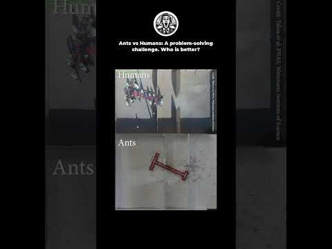 Ants vs Humans: A problem-solving challenge. Who is better?