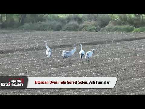 Erzincan Ovası’nda Görsel Şölen: Allı Turnalar
