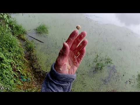 CETIRI SATA NA ZAPADNOJ MORAVI U RIBOLOVU - 4K VIDEO