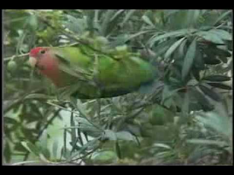 The Lovebirds Arrive - I