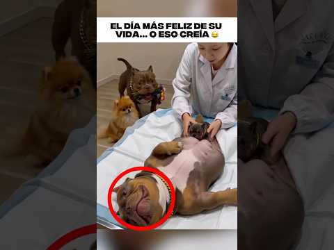 Un perro fue a conocer a sus cachorros recién nacidos y descubrió una infidelidad 😂