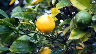 lucianda williams-fruits of my labor+lyrics.