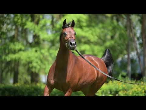 𝐏𝐀𝐋𝐄𝐌𝐎𝐍𝐀 (𝐏𝐨𝐥𝐨𝐧 𝐱 𝐏𝐫𝐨𝐦𝐞𝐭𝐢𝐝𝐚, 𝐛𝐲 𝐊𝐚𝐡𝐢𝐥 𝐀𝐥 𝐒𝐡𝐚𝐪𝐚𝐛), 𝟐𝟎𝟐𝟎 𝐌𝐚𝐫𝐞 - PRIDE OF POLAND 2023