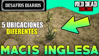 5 UBICACIONES de MACIS INGLESA 🌿 en RDR2 ONLINE | Desafíos Diarios