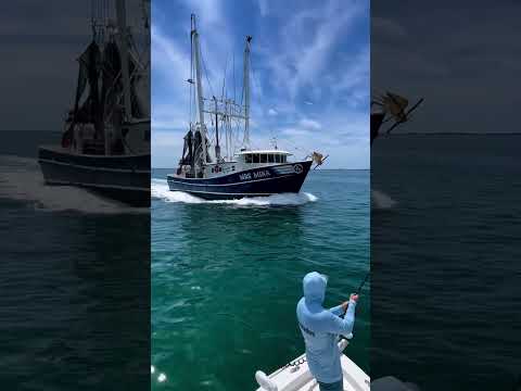 Giant fish VS giant boat! 😳