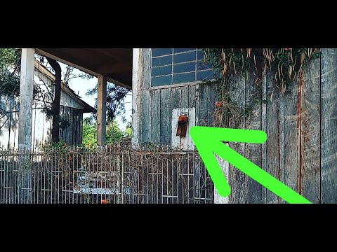 Alem do caminhão abandonado desci num porão assustador