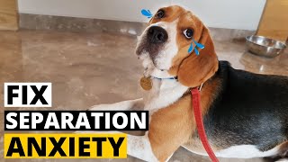 7 Tips to Ease Separation Anxiety in Beagles