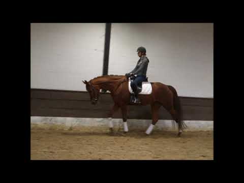 SOMMERTIME 9j. v. Soliman de Hus - Lauries Crusador xx VB 10.000,- Euro