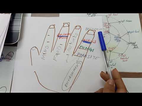 Gyógyítja-e a jóga a visszéreket a piócák visszérpontja