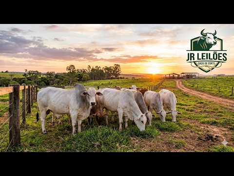 JR LEILÕES - VIANÓPOLIS -GO - 18/03/2026