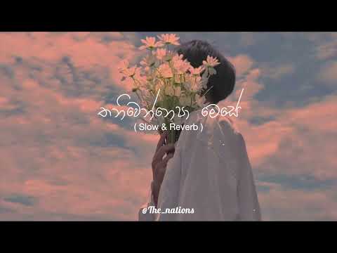 Thaniwennepa | තනිවෙන්නෙපා Slowed + Reverb