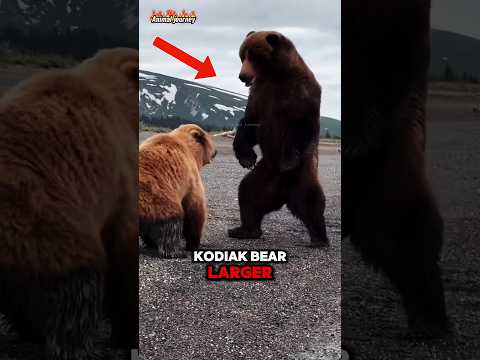 Grizzly Bear vs Kodiak bear Who's Deadlier🤔
