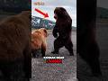 Grizzly Bear Vs Kodiak Bear Who S Deadlier