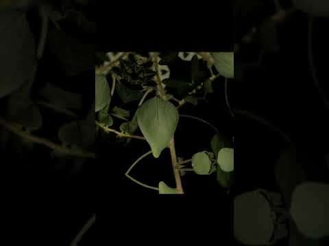 TOUNDRA - El Odio Part 2 (OFFICIAL VIDEO)