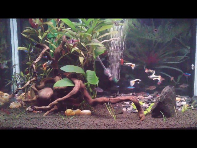 guppy, neon tetra, harlequin rasbora, rummy nose tetra planted aquarium