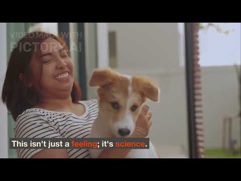 アニマルマジック (Animals Magic)