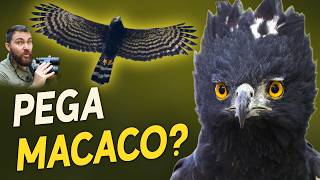 ÁGUIA-PEGA-MACACO realmente PEGA MACACOS? | Gavião-pega-macaco