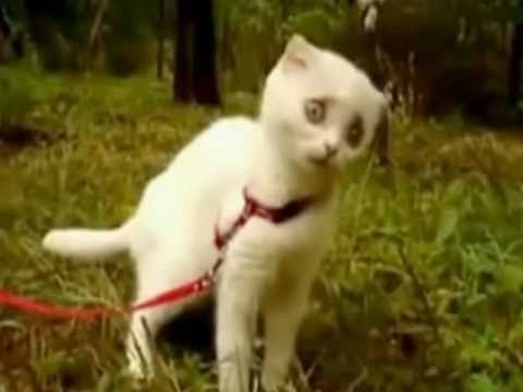Kotek