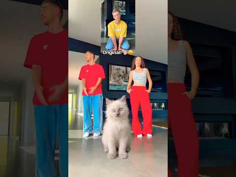 Cat Dance Class! 😱🐱 BEHIND THE SCENES! 🎥🤣 #cat #kitten #pet #dance #viral