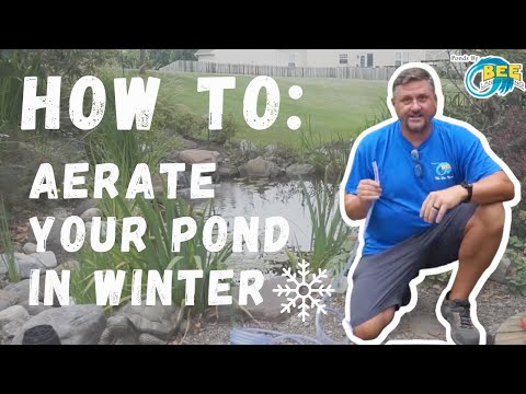 The MOST powerful pond aerator!! Prep your pond for the WINTER!!