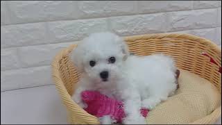 ビションフリーゼの動画01