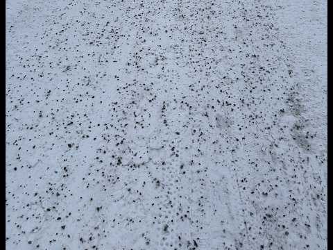 Sateinen tiistai