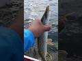 Video Thumbnail for Backflip #shorts #fishing #pike