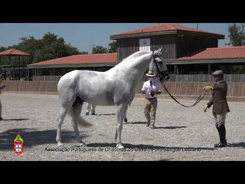 210717 20 Impossivel - Aprovação de Garanhões
