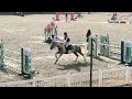 Gelding Selle Fran&ccedil;ais For sale 2018 Coloured