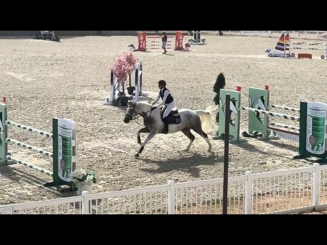 Gelding Selle Fran&ccedil;ais For sale 2018 Coloured