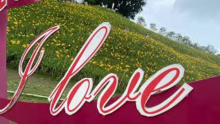 20250606虎山巖賞金針花