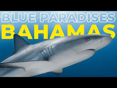 Mergulhando nas Bahamas - Bahamas - Vídeo subaquático 4K - BLUE PARADISES (S02)
