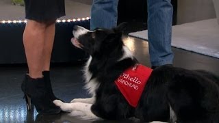 Hunden är människans bästa vän -- in i det sista - Malou Efter tio (TV4)