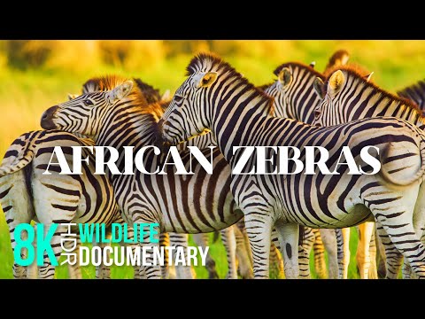 ZEBRAS - Unique Animals of Africa - 8K HDR Wildlife Documentary Film with Narration