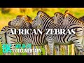 ZEBRAS Unique Animals Of Africa 8K HDR Wildlife Documentary Film With Narration
