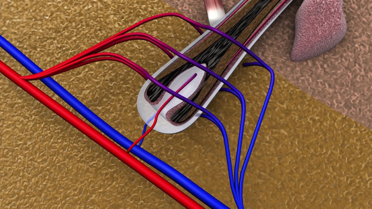 Au coeur des organes : Les cheveux