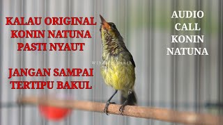 Download lagu Indonesian hummingbird sounds like this come from the island of Natuna, Natuna hummingbirds mp3