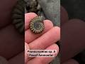 I can’t believe I found this golden fossil ammonite-so easily!#shorts#fossils