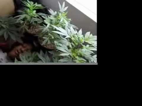 GET BLOWN VIDEO NATEDONN Ft BEN-G Stoned Bombin Records 2012