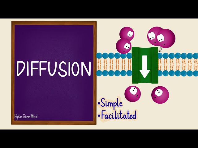 Understanding Diffusion: The Mechanisms of Passive Transport Across ...