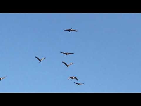 Naturally Nebraska | Sandhill Cranes 2021