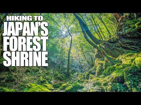 Hiking to Japan's Hidden Forest Shrine | Japan 4K