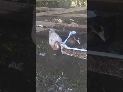 Boboci de rață leseasca scoși acum o lună jumate-15.09.2021