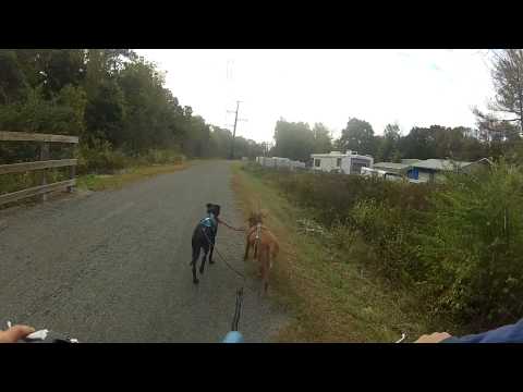 First scooter run with Roka and Black Jack