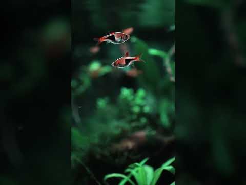 レインボークリベンシスシクリッドが到着しました！ |コミュニティタンクのアップデート