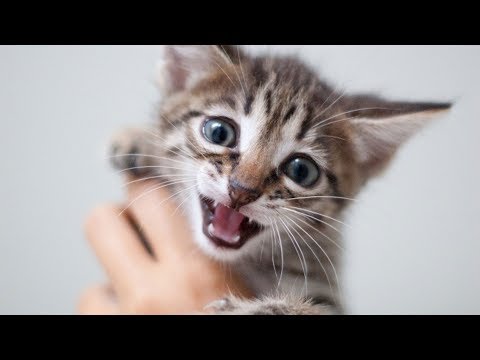 The Real Reason Why Cats Purr - YouTube